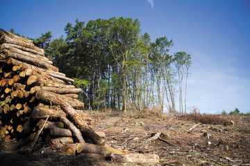 SYLVICULTURE EN FRANCE