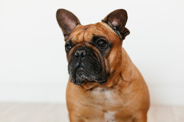 cute brown french bulldog sitting on the floor at home and looking at the camera. Funny and playful expression. Pets indoors and lifestyle