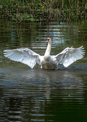 Fototapeta premium Ein Schwan, auf einem See schwimmend, breitet seine Flügel aus.