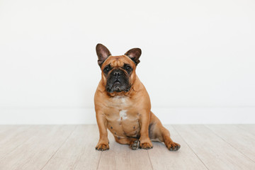 cute brown french bulldog sitting on the floor at home and looking at the camera. Funny and playful expression. Pets indoors and lifestyle