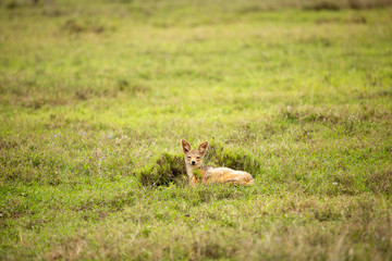 Sitting Jackal within grassland