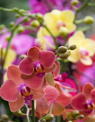 Fototapeta na wymiar Full frame of bright colorful flowers,Orchids, at the Bloemenmarket