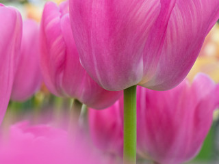 The Netherlands, Lisse, Keukenhof Gardens. Close-up of tulips.