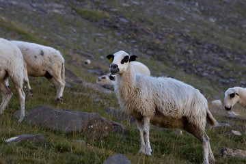 ovejas y corderos en las montañas