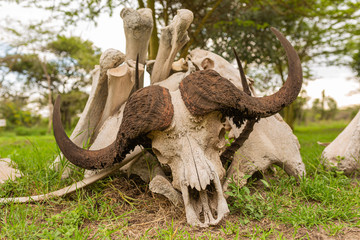 Pile of Buffalo bones