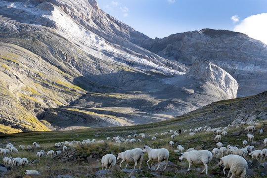 ovejas y corderos pastando en la monta&ntilde;a