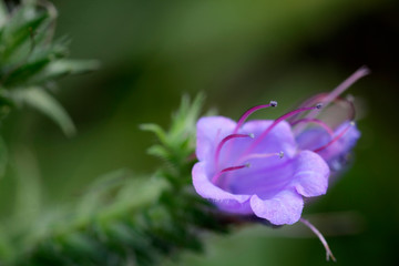 common adder's head