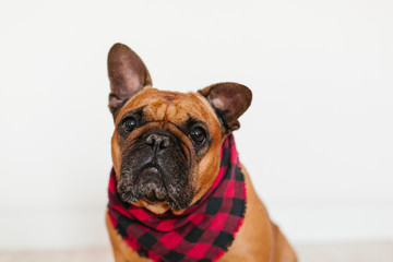 cute brown french bulldog sitting at home and looking at the camera. Funny and playful expression. Pets indoors and lifestyle. Wearing a plaid red and black bandana