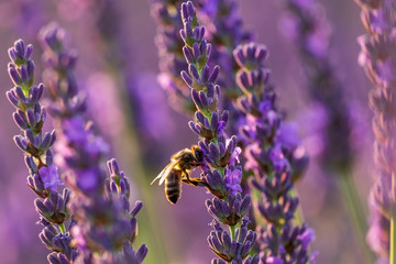 bee on lavender