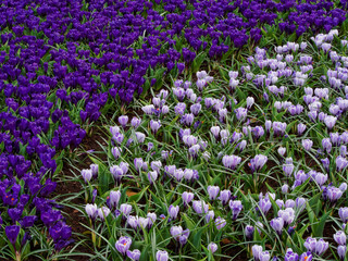 Netherlands, Flower Displays at Keukenhof gardens