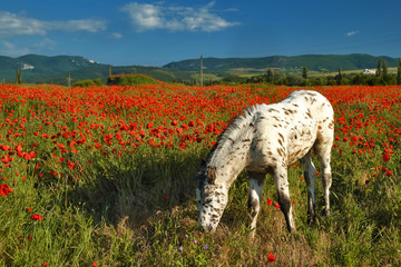 White foal in a poppy field on a background of mountains, Crimea