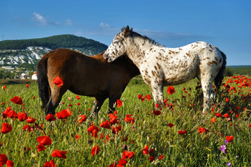 Two foals in a poppy field, Crimea