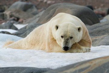Fototapeta na wymiar Norway, Svalbard. Polar bear lying on snow surrounded by dark rocks and snow.