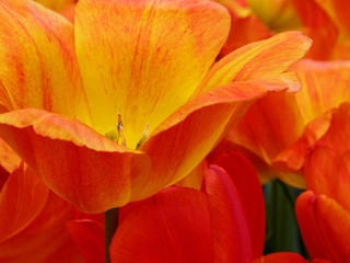 Netherlands, Macro image of colorful tulip