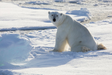 Obraz na płótnie Canvas Norway, Svalbard, Spitsbergen. Polar bear rests on sea ice. Credit as: Josh Anon / Jaynes Gallery / DanitaDelimont.com