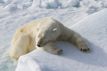 Fototapeta na wymiar Norway, Svalbard. Polar bear lying asleep on ice ridge.