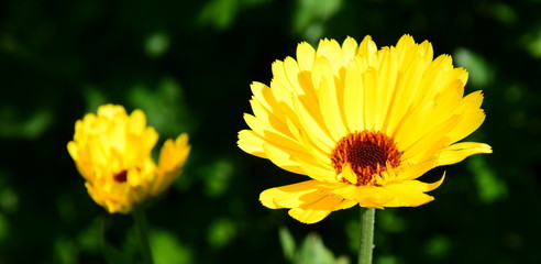 Ringelblume - Alternativmedizin - Heilkraut