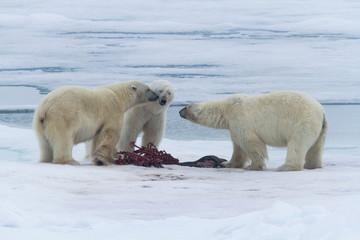 Obraz na płótnie Canvas Norway, Svalbard. Three polar bears greeting each other at a seal carcass on sea ice.