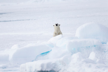 Arctic, Norway, Svalbard, Spitsbergen, pack ice, polar bear (Ursus maritimus) Thin male polar bear.