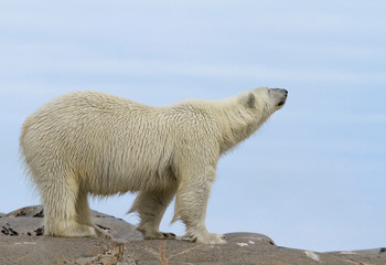 Norway, Svalbard. Close-up of polar bear sniffing the air.