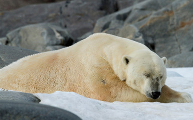 Obraz na płótnie Canvas Norway, Svalbard. Close-up of polar bear sleeping on snow.