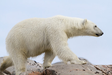 Norway, Svalbard. Close-up of polar bear walking on rocks.