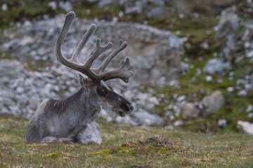 Norway, Svalbard, Prins Karls Forland. Lone reindeer resting.