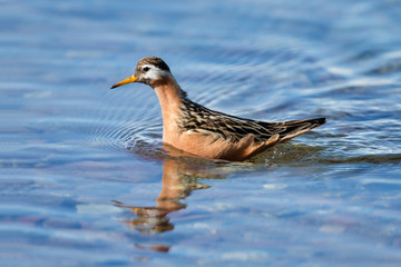 Arctic, Norway, Svalbard, Spitsbergen, gray phalarope, red phalarope (in NA) (Phalaropus fulicarius) Gray phalarope foraging.