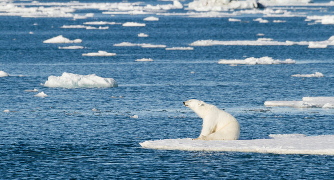 Norway, Svalbard. Polar bear sitting in the sunshine on edge of sea ice.