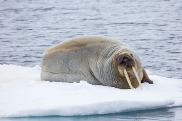 Arctic, Norway, Svalbard, Spitsbergen, pack ice, walrus (Odobenus rosmarus) Walrus on ice floes.