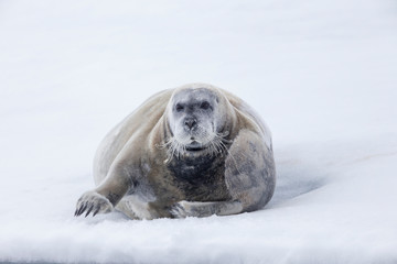 Arctic, Norway, Svalbard, Spitsbergen, pack ice, bearded seal (Erignathus barbatus) Bearded seal on ice. © Ellen Goff/Danita Delimont