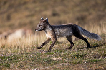 Fototapeta premium Arctic, Norway, Svalbard, Spitsbergen, Longyearbyen, Arctic fox (Alopex lagopus) Arctic fox.