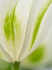 Fototapeta premium The Netherlands, Lisse, Keukenhof Gardens. Close-up of tulips.