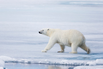 Naklejka na ściany i meble Arctic, Norway, Svalbard, Spitsbergen, polar bear (Ursus maritimus). Polar bear sniffing out old carcass.