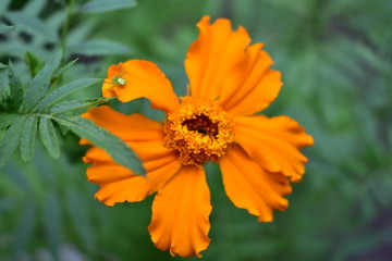 little spider on yellow flower in the garden