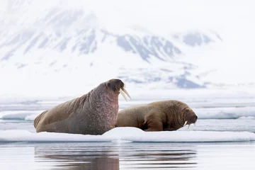 Photo sur Plexiglas Walrus Arctique, Norvège, Svalbard, Spitzberg, banquise, morse (Odobenus rosmarus) Morse sur la banquise.