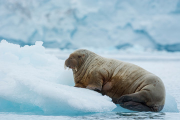 Norway. Svalbard. Nordaustlandet Island. Brasvelbreen. Young Atlantic walrus (Odobenus rosmarus) resting on an ice floe.