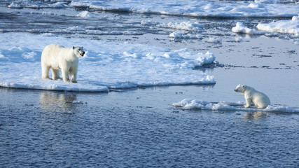 Svalbard. Polar Bears on sea ice. © Janet Muir/Danita Delimont