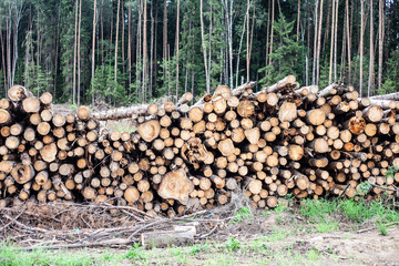 Harvesting the forest. Sawn forest. Logs lie in rows. Coniferous forest was processed into logs for the manufacture of boards. Felling trees. The wood processing industry uses wood.