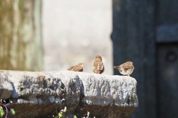 tres pequeños pajaros, el de la izquierda, cantando, sobre una piedra, mellid, galicia