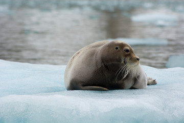 Fototapeta premium Norway. Svalbard. Krossfjord. 14th of July glacier. Bearded seal (Erignathus barbatus) on an ice floe.
