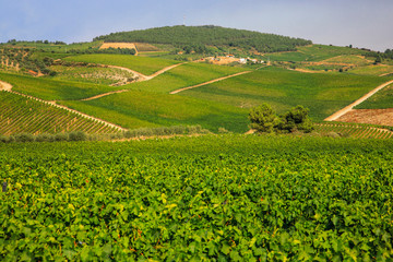 Fototapeta na wymiar Vineyards behind the Quinta Avessada vintners in Pinhau who produce muscatel wines.