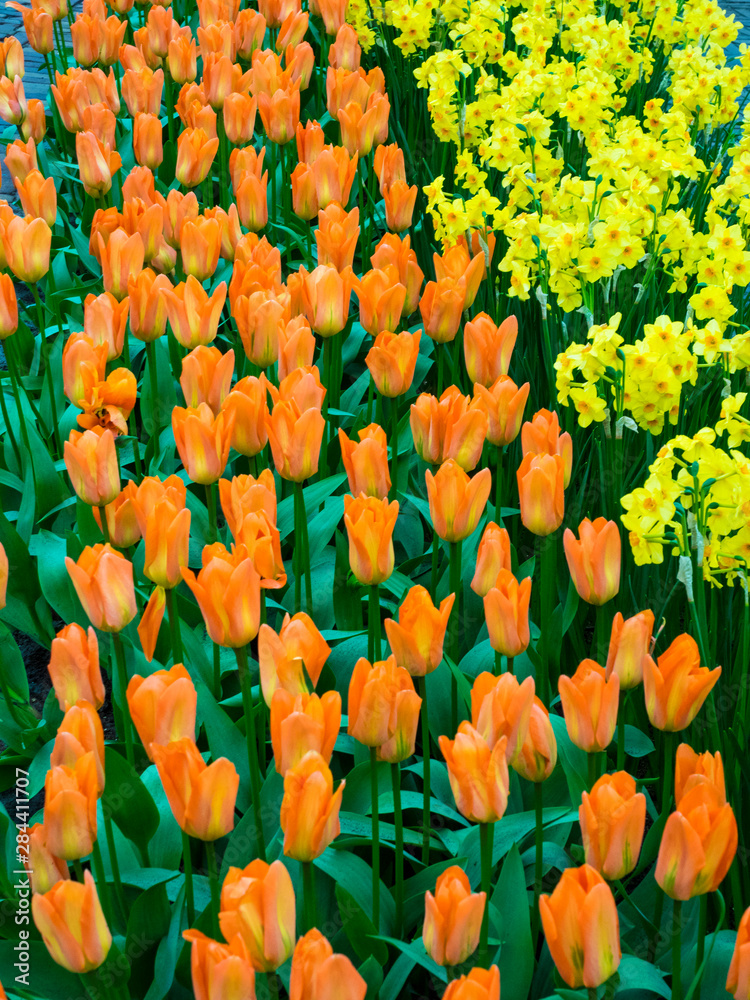 Sticker Assorted flowers flowering during Spring