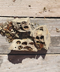 Break a hornet's nest of clay.