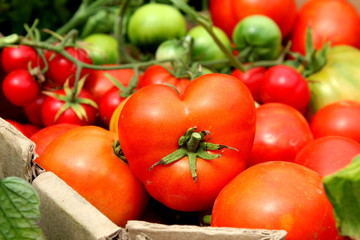 Ripe tomatoes in a cardboard box on the ground near the bushes of tomatoes, harvested tomatoes.