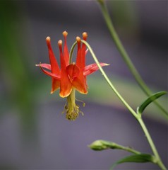 Obraz premium red flower