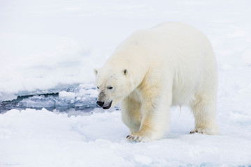 Naklejka na ściany i meble Arctic, Norway, Svalbard, Spitsbergen, pack ice, polar bear (Ursus maritimus) Male polar bear.