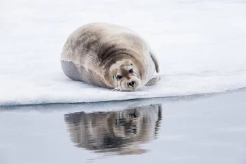 Crédence de cuisine en verre imprimé Sceau barbu Arctique, Norvège, Svalbard, Spitzberg, banquise, phoque barbu (Erignathus barbatus) Phoque barbu sur la glace.