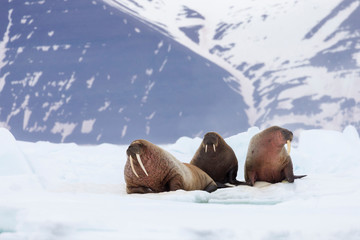 Arctic, Norway, Svalbard, Spitsbergen, pack ice, walrus (Odobenus rosmarus) Walrus on ice floes.