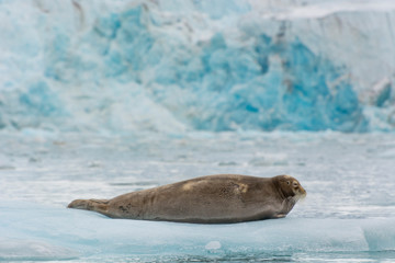 Norway. Svalbard. Krossfjord. 14th of July glacier. Bearded seal (Erignathus barbatus) on an ice floe.